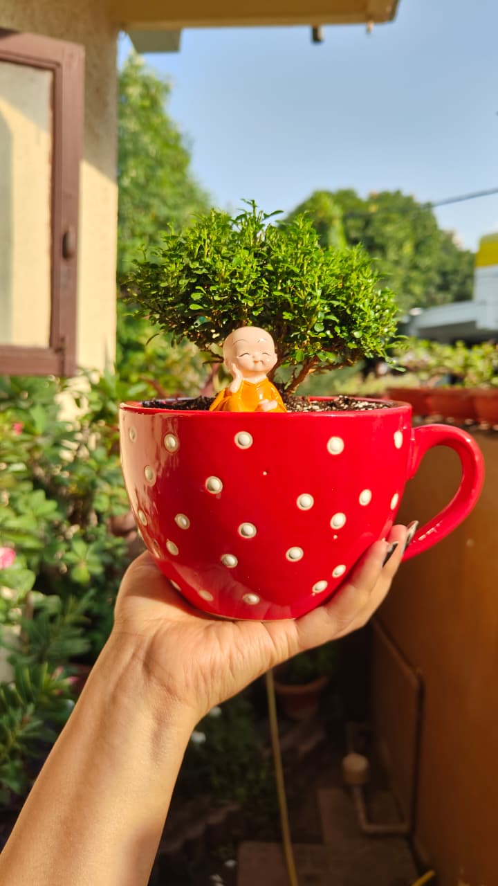 Polka Dot Cup Ceramic Planter — Red — owner photo 1