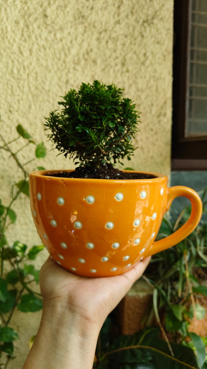 Polka Dot Cup Ceramic Planter — Orange — owner photo 7