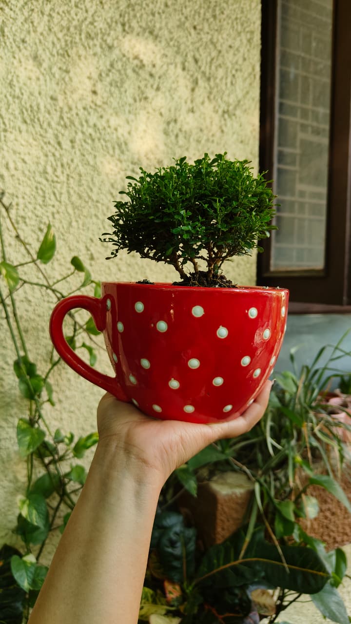 Polka Dot Cup Ceramic Planter — Red — owner photo 4