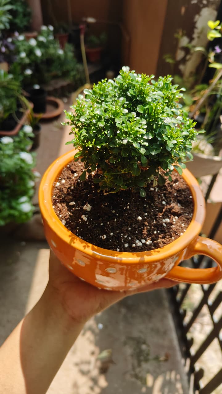 Polka Dot Cup Ceramic Planter — Orange — owner photo 6