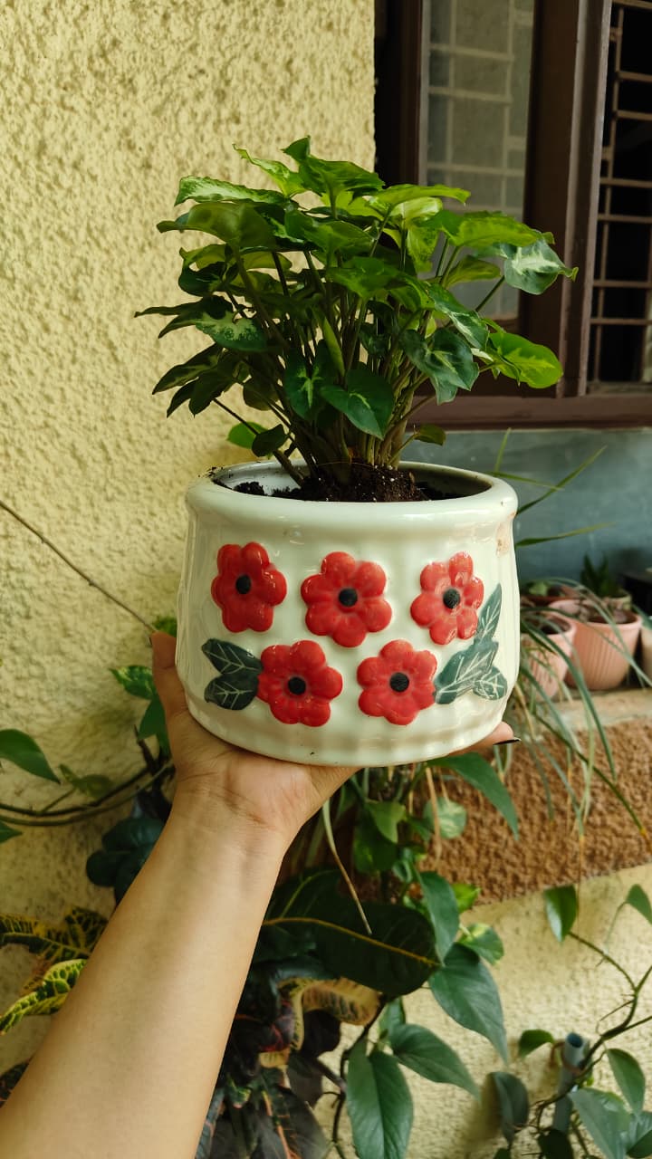 Red Flower White Ceramic Planter — owner photo 1
