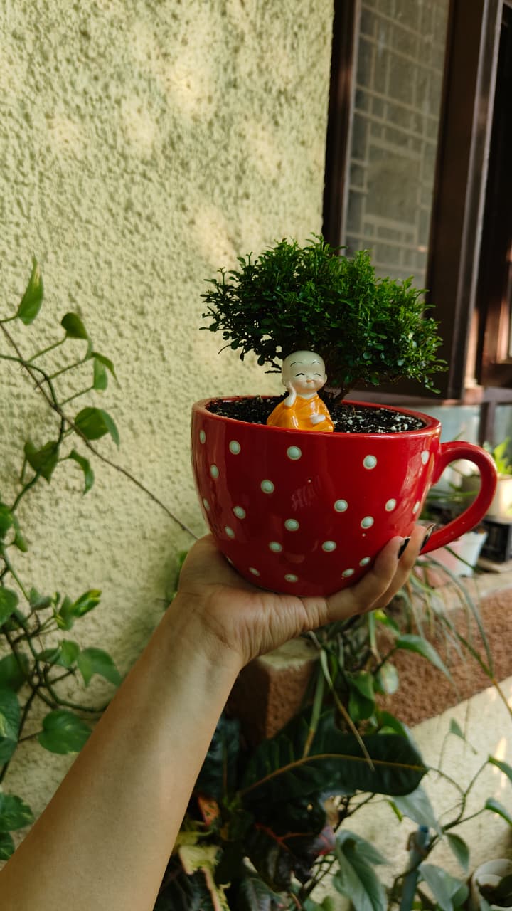 Polka Dot Cup Ceramic Planter — Red — owner photo 2