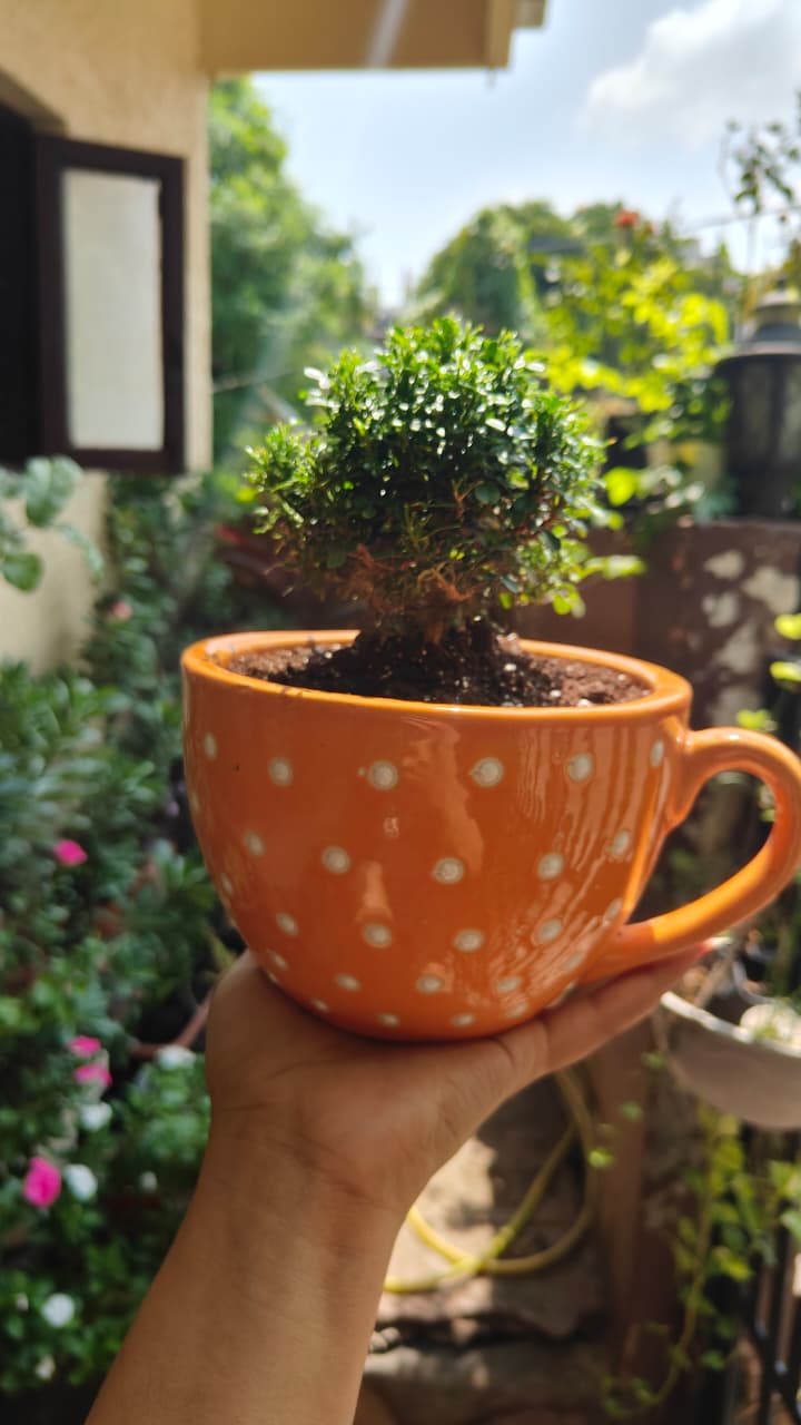 Polka Dot Cup Ceramic Planter — Orange — owner photo 5
