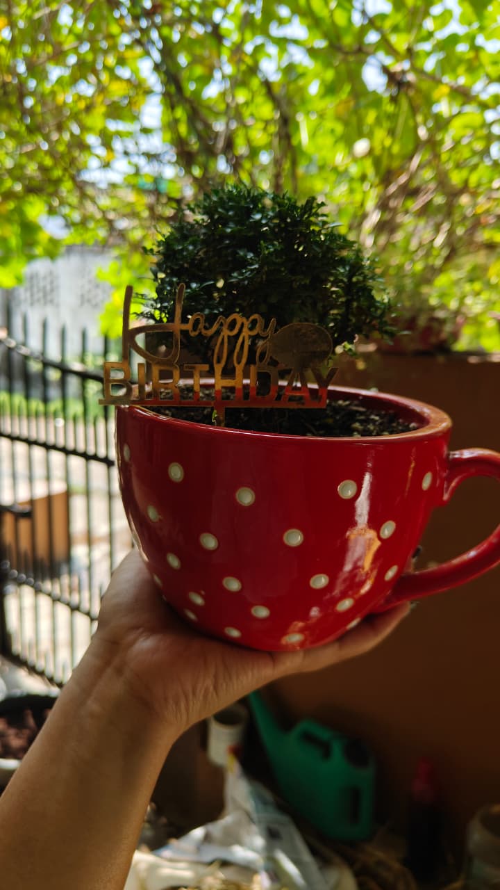 Polka Dot Cup Ceramic Planter — Red — owner photo 3